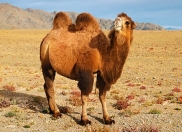 Adopt a Bactrian Camel | Symbolic Adoptions from WWF